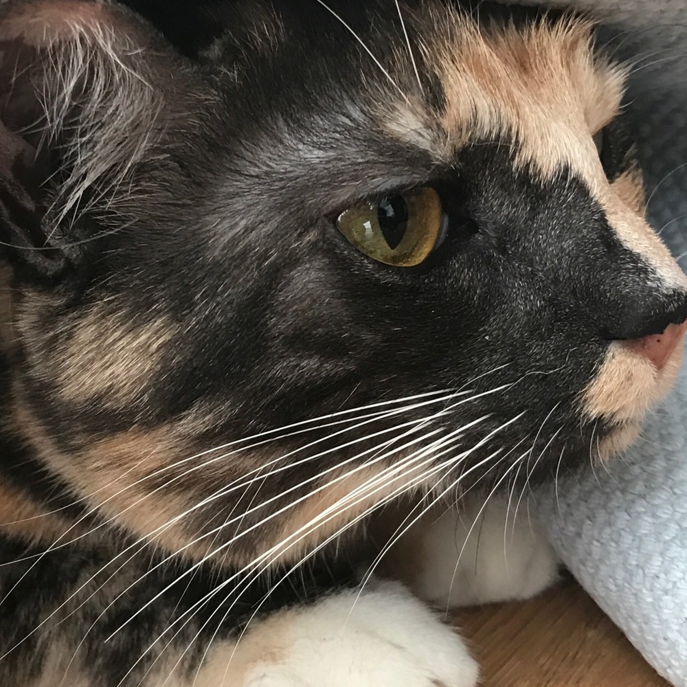 Meet your Posher, Kaylee